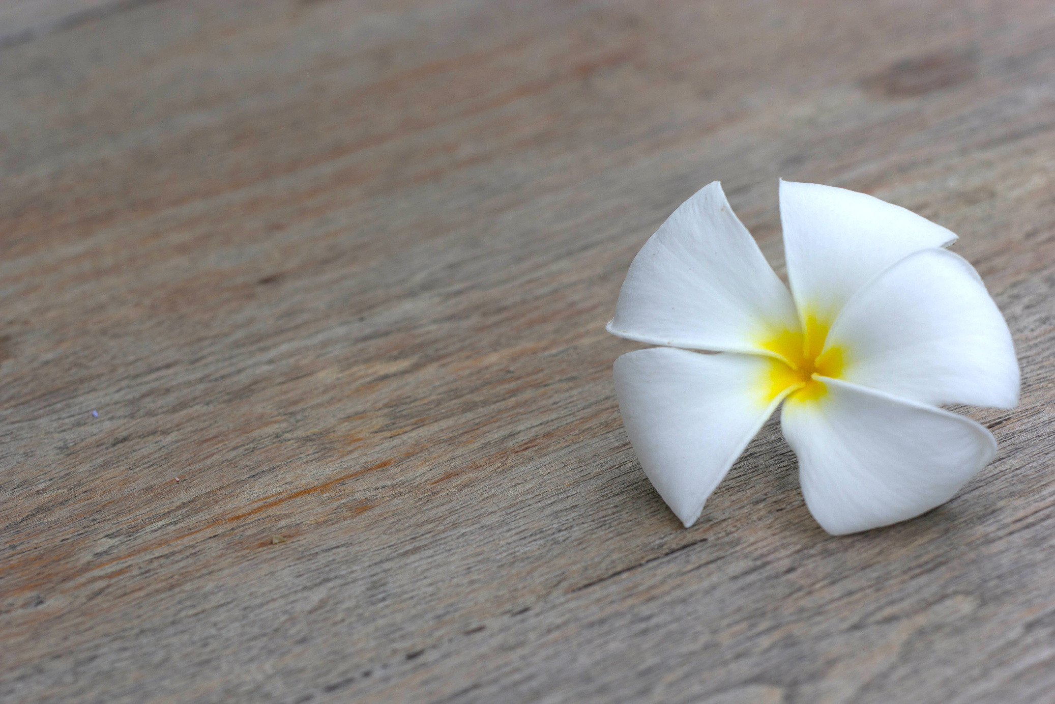 plumeria flower on the table